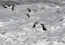 Les causes de l'extinction des manchots du Cap