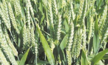 Hausse de la superficie cultivée en céréales à Taourirt