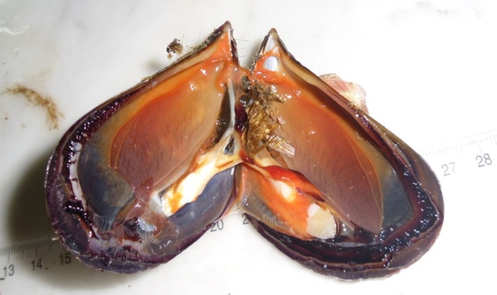 Moule Mytilus galloprovincialis ouverte ; les valves sont maintenues fermées par la contraction des muscles de couleur blanche ; on distingue nettement les branchies du système respiratoire, le manteau en stade de ponte et le byssus collé au pied. (Cueillie à Moulay Bousselham, photo prise en 2010).