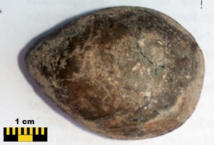Fossile de moule découvert à l'occasion des fouilles entreprises au Sud-Est du Maroc dans la région d’Erfoud en 2010 ; empreinte d'une ère qui remonte au Trias inférieur, soit un témoignage vieux de 250 millions d'années, (photo prise à Er Rachidia en 2013).