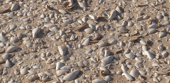 Focus sur l’amas coquillier dans la partie Nord Ouest de la baie de Dakhla. On distingue nettement les vestiges prépondérants des moules. La diversité des mollusques représentés (palourde, escargot et murex) montre qu'il s'agit de restes culinaires (Kitchen Midden). Focus sur l’amas coquillier dans la partie Nord Ouest de la baie de Dakhla. On distingue nettement les vestiges prépondérants des moules. La diversité des mollusques représentés (palourde, escargot et murex) montre qu'il s'agit de restes culinaires (Kitchen Midden).