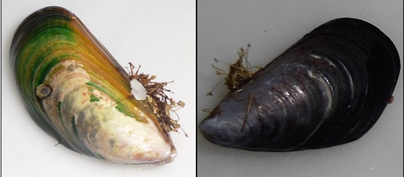 Moule de Cap Beddouza, Perna perna, de quatre centimètres de longueur, au contour vert ; on voit nettement les stries concentriques qui marquent les étapes de la croissance et Mytilus galloprovincialis de couleur bleu ardoise tout à fait caractéristique ; (photos prises en mars 2010). Moule de Cap Beddouza, Perna perna, de quatre centimètres de longueur, au contour vert ; on voit nettement les stries concentriques qui marquent les étapes de la croissance et Mytilus galloprovincialis de couleur bleu ardoise tout à fait caractéristique ; (photos prises en mars 2010).