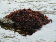 Les algues à la  rescousse du  secteur aquacole Les algues à la  rescousse du  secteur aquacole