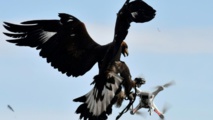 Insolite : Des aigles pour combattre les drones Insolite : Des aigles pour combattre les drones