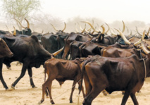 Niger : Résoudre durablement  les conflits agriculteurs-éleveurs