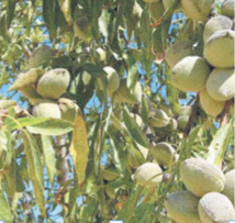 Hausse des superficies réservées à l’amandier dans l’Oriental Hausse des superficies réservées à l’amandier dans l’Oriental