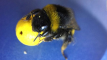Les bourdons peuvent apprendre à marquer des buts Les bourdons peuvent apprendre à marquer des buts