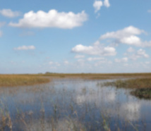En Floride, le marécage des Everglades en péril