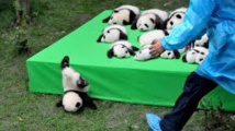 Insolite