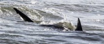 Insolite :​ Un requin dévore une chienne
