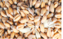 Un record de ventes en semences certifiées des céréales à Rabat-Salé-Kenitra Un record de ventes en semences certifiées des céréales à Rabat-Salé-Kenitra