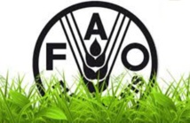 LA FAO appelle à l’autonomisation des femmes LA FAO appelle à l’autonomisation des femmes