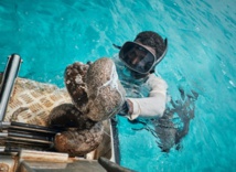 Les holothuries, le trésor convoité des eaux de Nouvelle-Calédonie Les holothuries, le trésor convoité des eaux de Nouvelle-Calédonie