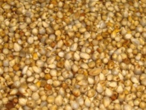 Le millet ou ‘’illane’’, une plante très prisée dans la région de Drâa-Tafilalet