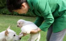 Insolite : Les chiens de Mme Park Insolite : Les chiens de Mme Park