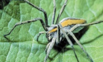 Les araignées ont un appétit vorace
