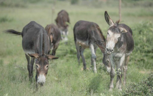 Après l'ivoire, la peau des ânes africains au cœur d'un trafic meurtrier