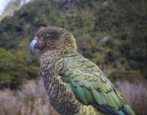 L'envie de jouer est communicative chez les perroquets kéa