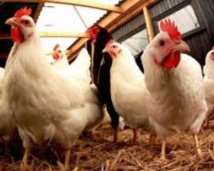 Sensibilisation des éleveurs de volaille aux dangers du virus de la grippe aviaire Sensibilisation des éleveurs de volaille aux dangers du virus de la grippe aviaire