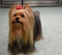 Insolite : Mise en scène macabre Insolite : Mise en scène macabre