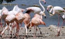Insolite : Mangeurs de flamants roses