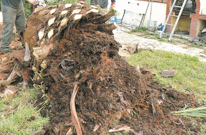 Empêcher la progression du charançon rouge du palmier Empêcher la progression du charançon rouge du palmier