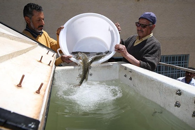 Repeuplement du lac d'Afnourir en alevins et en brochets