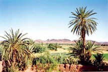 Région de Souss-Massa-Drâa : Massacre des palmiers