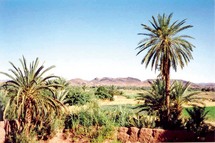 Région de Souss-Massa-Drâa : Massacre des palmiers Région de Souss-Massa-Drâa : Massacre des palmiers