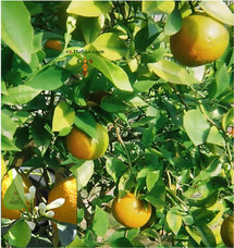 Salon international de commercialisation des fruits et légumes