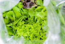 Insolite : Une chauve-souris dans la salade Insolite : Une chauve-souris dans la salade