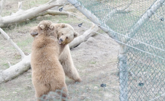 En Ukraine, une deuxième vie pour des ours maltraités En Ukraine, une deuxième vie pour des ours maltraités