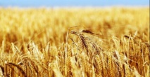 La production céréalière devrait atteindre le chiffre record de 102 millions quintaux La production céréalière devrait atteindre le chiffre record de 102 millions quintaux