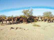 Provinces sahariennes: Un troupeau de dromadaires franchit le Mur de sécurité