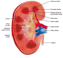 Reins et hypertension artérielle