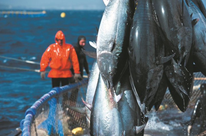 L’ONU appelle à la préservation des ressources de thon