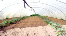 Périmètres irrigués de Oued Eddahab : Une prouesse agricole dans le désert Périmètres irrigués de Oued Eddahab : Une prouesse agricole dans le désert