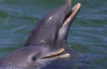 Les dauphins sauvages plus malades que ceux en captivité Les dauphins sauvages plus malades que ceux en captivité