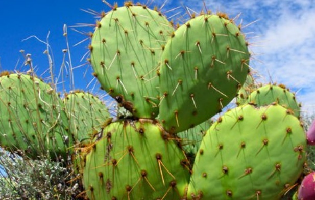 Valorisation du cactus local à Sidi Ifni Valorisation du cactus local à Sidi Ifni