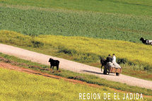 Les Assises de l’Agriculture évaluent le Plan Maroc Vert : Des résultats prometteurs mais des contraintes sérieuses