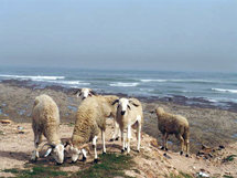 Tafraout : Tazekka part en guerre contre le bétail des riverains Tafraout : Tazekka part en guerre contre le bétail des riverains