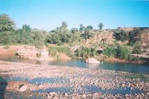 Essaouira : La forêt de Takoucht à la merci des pilleurs