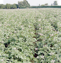 Domaine expérimental Melk-Zhar à Chtouka Aït Baha : La recherche agronomique appuie le Plan vert Domaine expérimental Melk-Zhar à Chtouka Aït Baha : La recherche agronomique appuie le Plan vert