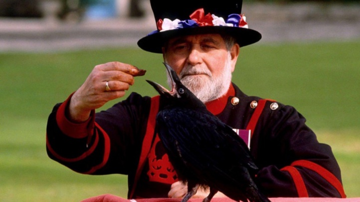 Insolite : Les corbeaux gardiens Insolite : Les corbeaux gardiens