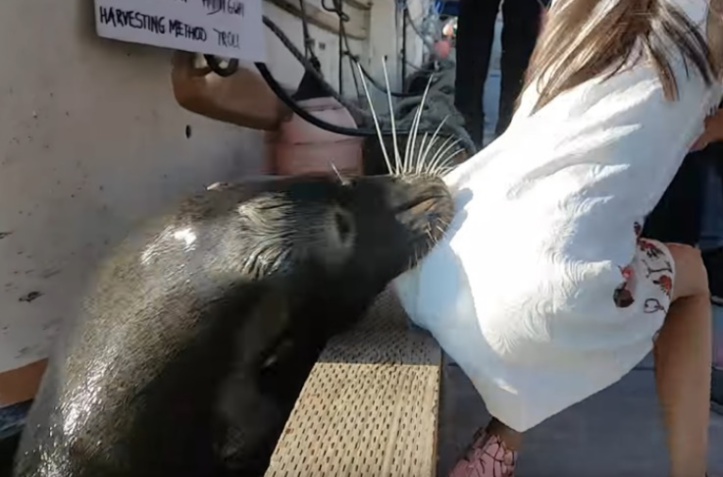 Insolite : Happée par une otarie Insolite : Happée par une otarie