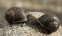 Insolite : Apparier un escargot gaucher