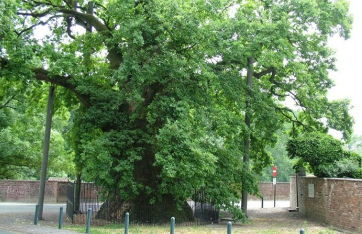 Insolite : 1039ème anniversaire d’un chêne Insolite : 1039ème anniversaire d’un chêne