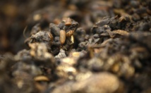 Des "asticots gloutons" contre les déchets alimentaires Des "asticots gloutons" contre les déchets alimentaires