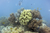 Pêche fantastique dans les abysses
