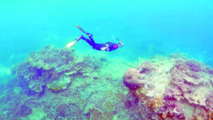 L'Australie doit protéger davantage ses récifs coralliens L'Australie doit protéger davantage ses récifs coralliens